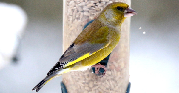 Le verdier d'Europe (Chloris chloris) sur un distributeur de graines